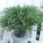 Green Sargent Juniper in Patio Pot