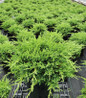 Green Sargent Juniper in black pot