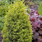 Gold Cone Juniper Foliage