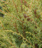 Gold Cone Juniper close up view