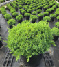 Dwarf Japanese Juniper container crop