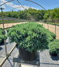 Blue Star Juniper in nursery