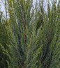 Blue Arrow Eastern Red Cedar foliage close-up