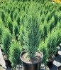 Blue Arrow Eastern Red Cedar #3 container