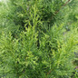 Brodie Eastern Red Cedar Shrub Close Up