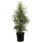Brodie Eastern Red Cedar 3 gal black pot