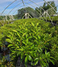 Carousel Mountain Laurel nursery container plant