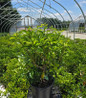 Galaxy Mountain Laurel in pot