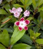 Mountain Laurel pink white flowers