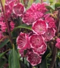 Kaleidoscope Mountain Laurel flowering shrub