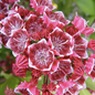Keepsake Mountain Laurel Flower Close Up