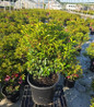 Little Linda Mountain Laurel nursery container plan