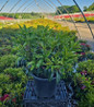 Nathan Hale Mountain Laurel in nursery container