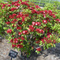 Raspberry Glow Mountain Laurel at a Business