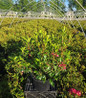 Raspberry Glow Mountain Laurel nursery container plant