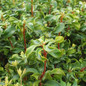 Raspberry Glow mountain laurel foliage close up