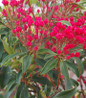 Sarah Mountain Laurel pink blooms