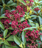 Sarah Mountain Laurel evergreen shrub