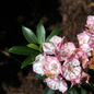 Tiddlywinks Mountain Laurel