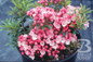 Tiddlywinks Mountain Laurel pink flower clusters