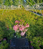 Tiddlywinks Mountain Laurel full of bloom in nursery container