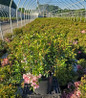 Tinkerbell Mountain Laurel nursery container plant