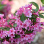 Pink Sonic Bloom Pink Weigela Flowers and Green Leaves