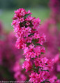 Sonic Bloom Pink Weigela With Pink Blooms