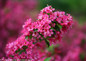 Sonic Bloom Pink Weigela Flowers Close Up