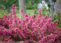 Sonic Bloom Pink Weigela Branches Covered in Blooms