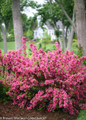 Sonic Bloom Pink Weigela Shrub Flowering