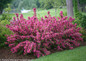 Sonic Bloom Pink Weigela Hedge Covered in Flowers