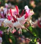 Peaches and Cream Honeysuckle flowers