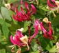 Peaches and Cream Honeysuckle bloom