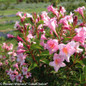 Sonic Bloom Pure Pink Weigela Flowers Close Up