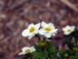 Double Creme Brulee™ Potentilla Blooms on the Branch