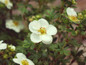 Creme Brulee Potentilla Foliage and Flowers