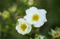 White Creme Brulee Potentilla Blooms