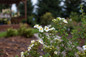 Creme Brulee Potentilla Bush Flowering