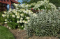  Iceberg Alley Sageleaf Willow in the Landscaping