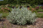 Mature  Iceberg Alley Sageleaf Willow Shrub