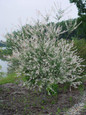 Large Japanese Willow Shrub Blooming