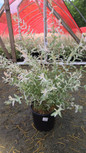 SALIX INTEGRA `HAKARO NISHIKI` in the Nursery June 5th