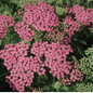 Pink Grapefruit Yarrow Covered in Blooms