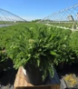 Pink Grapefruit Yarrow starts to bloom