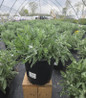 Moonshine Yarrow in nursery pot
