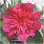 Spring Celebrities Carmine Rose Hollyhock Flower Close Up