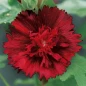 Alcea Spring Celebrities Crimson red flower