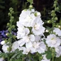Spring Celebrities White Hollyhock Blooming