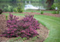 Spilled Wine Weigela Growing By the Water